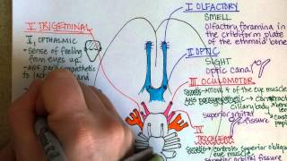 Cranial Nerves Part 1 [upl. by Eppes]