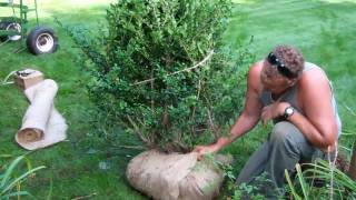 How to Transplant a Shrub [upl. by Kasey239]