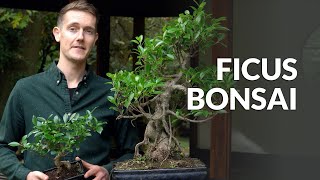 Ficus Bonsai tree care [upl. by Adnwahsar591]