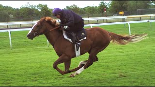 Ultimate Horsepower in Super Slow Motion  BBC Earth Unplugged [upl. by Cott724]