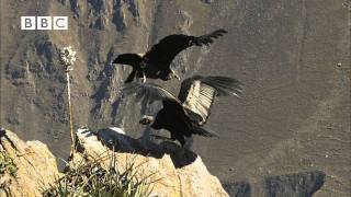 Earthflight Winged Planet  Condor Flight School Narrated by David Tennant [upl. by Katha]