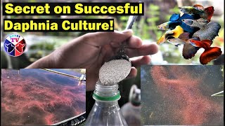 How to Culture Daphnia Successfully [upl. by Dumm]