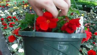 How to grow MASSIVE Begonia Flowers Greenhouse Secret [upl. by Attolrahc]