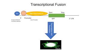 Reporter Gene Fusion Techniques [upl. by Ettenim]