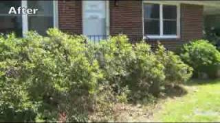 How to Prune Azaleas [upl. by Darrelle545]