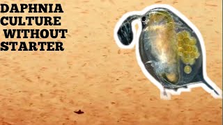 HOW TO CULTURE DAPHNIA NATURALLY WITHOUT A STARTER [upl. by Onileba]