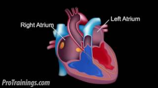 The Cardiac Conduction System [upl. by Enicar]