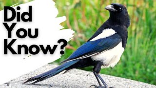 Things you need to know about MAGPIES [upl. by Rekyr315]