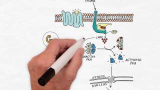 G Protein Signaling  Handwritten Cell amp Molecular Biology [upl. by Alahsal]