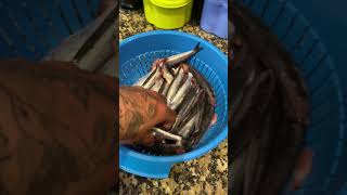 Boquerones Fritos 🤤 ¡REBOZADOS Y CRUJIENTES [upl. by Nawud402]