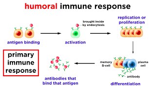 The Immune System Innate Defenses and Adaptive Defenses [upl. by Ysied]