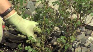 How To Prune Carpet Roses Shrub Roses [upl. by Olvan]