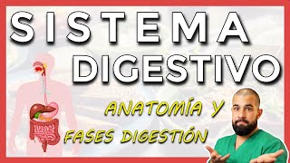 Anatomía del SISTEMA DIGESTIVO Repaso general [upl. by Ahsial]