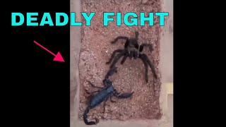 AGGRESSIVE TARANTULA VS SCORPION [upl. by Llednohs547]