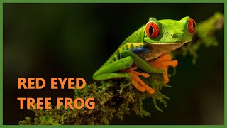 Red eyed tree frog sound  Agalychnis callidryas [upl. by Landan]