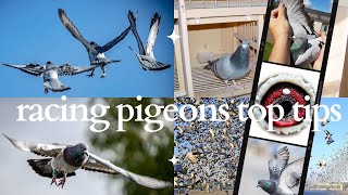 Breeding Champion Racing Pigeons should i look for a strain ot not [upl. by Orr]