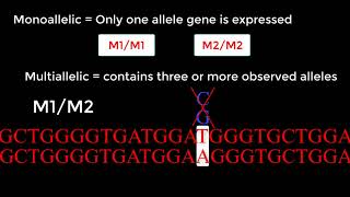 Understanding Single Nucleotide Polymorphisms amp Biallelic Alleles [upl. by Erdnaed]