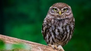 Little Owl Sounds and Pictures [upl. by Joane937]