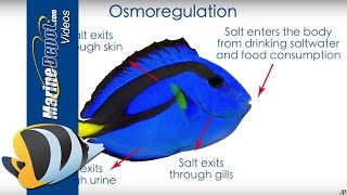 Aquarium Salinity How to Measure and Why Its Important [upl. by Cannice]