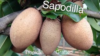 Grafted Tropical Sapodilla Fruit Tree  Growing Guide Chikoo [upl. by Mapes]