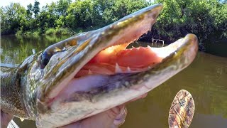 Pike And Muskie Were CRUSHING The Whopper Plopper [upl. by Corbin]