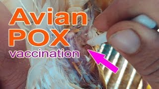 Administering FOWL POX Vaccine in Chickens Avian Pox Vaccine poultry farming chicken farming [upl. by Hal]