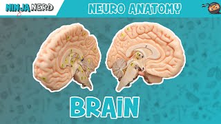 practical brain stem levels pons [upl. by Latsirc]