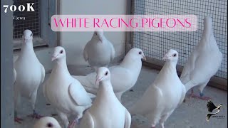 Exotic White Racing Pigeons [upl. by Kimon]