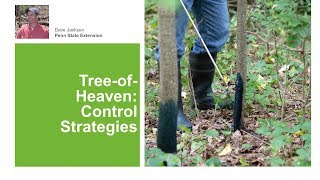 TreeofHeaven Control Strategies [upl. by Nonnarb]