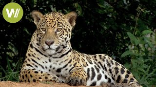 Secret Brazil Jaguar the king of the Pantanal  Animal documentary  Part 12 [upl. by Cita]