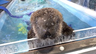 Kelp And Sea Otters Go Together [upl. by Cutlor]