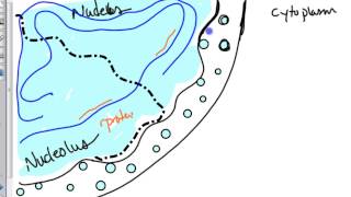 ribosome biogenesis [upl. by Boony]