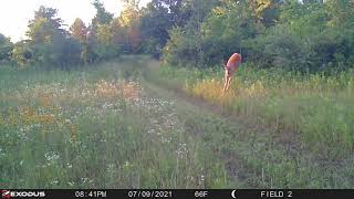 Fawn In Distress  Fawn Chased By Coyotes  Exodus Trail Cameras [upl. by Ailemaj]