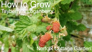 How to grow Tayberry and Loganberry vines [upl. by Yovonnda]