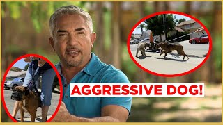 HOW TO CALM AN AGGRESSIVE DOG  Cesar 911 [upl. by Silvan976]