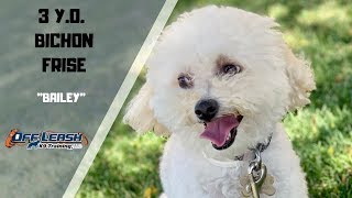 BICHON FRISE DOG TRAINING [upl. by Urial]