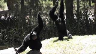 Siamang Gibbons at Dubbo Zoo [upl. by Arua]