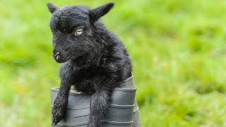 Ouessant Sheep  World’s Smallest Sheep Breed [upl. by Fleisher]