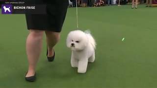 Bichons Frises  Breed Judging 2020 [upl. by Asp]