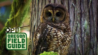 Last Call Tracking The Sound Of The Spotted Owl’s Extinction [upl. by Meriel]