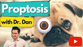 Proptosis in the dog Dr Dan explains why it happens and how they are fixed [upl. by Hendricks]