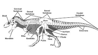 A Guide to Paleontological Terms [upl. by Ahsinaj882]