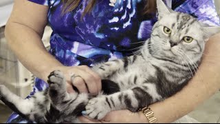 Cat Breed Spotlight American Shorthair [upl. by Barker2]