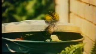 Louie The Fly ad Australian TV 1979 [upl. by Virnelli]