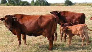 The Truth about Cattle Mutilations [upl. by Wyler]