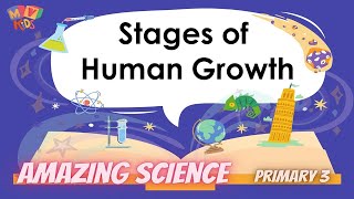 P 3  Science  Stages of Human Growth [upl. by Eberhard]