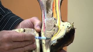 Anatomy of the Hoof amp Lower Limb Part 1 [upl. by Eiggep]