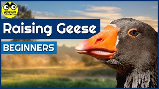 Raising Geese  Beginners Guide [upl. by Yenttihw]