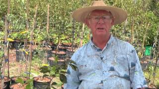 How to Grow Persimmon Trees [upl. by Lap]