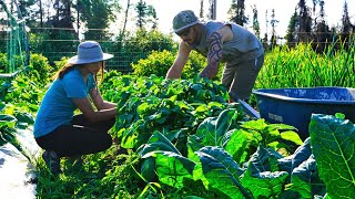 Creating an Off Grid Life  Summer in Alaska [upl. by Ellerad247]